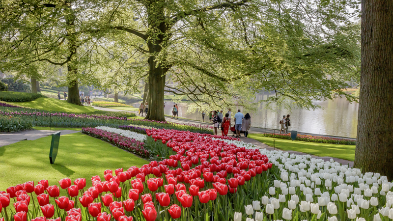 Blomsterparken Keukenhof, Lisse Ett hav av röda och vita tulpaner i Keukenhof i Lisse, Holland.