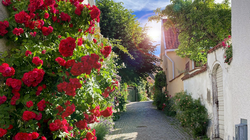Grnd med rosor i Visby