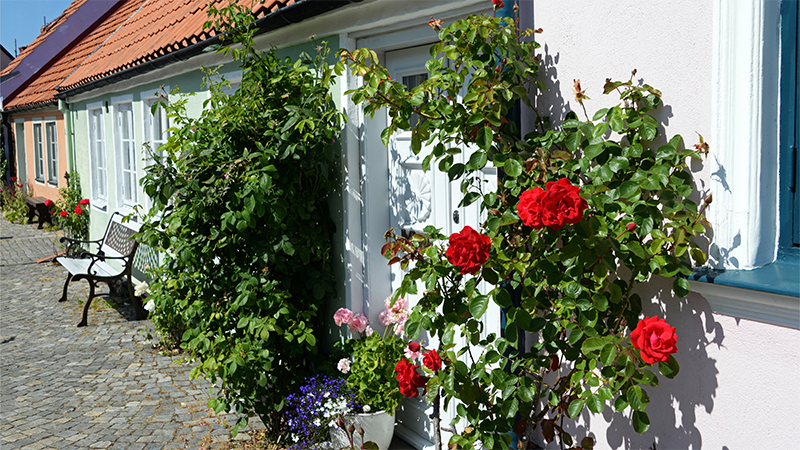 Gr�nd i Simrishamn, kl�tterros och kl�tterbuskar l�ngs husv�ggarna.